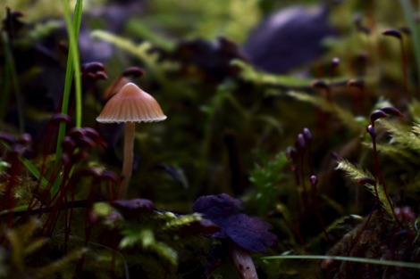 Tiny brown parasol fungi